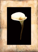 Stem I giclee art print
