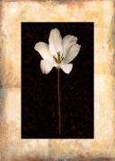Stem III giclee art print