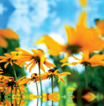 Sunflowers giclee art print