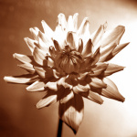 Thistle IV giclee art print