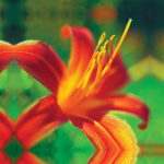 Tiger Bloom giclee art print