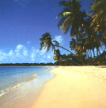 Tropical Dreams giclee art print
