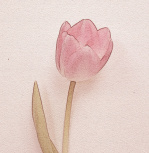 Tulip II giclee art print