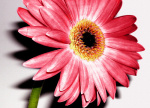 Wild Flower I giclee art print