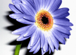 Wild Flower II giclee art print