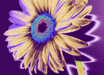 Wild Flower III giclee art print