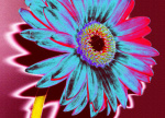 Wild Flower IV giclee art print