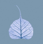 X-Ray leaf 1 giclee art print