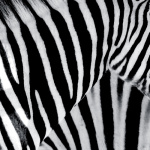 Zebra giclee art print