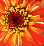 Zing giclee art print