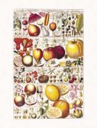 Gesner art print