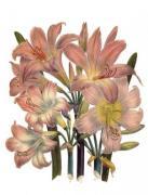 Jane Wells Loudon art print