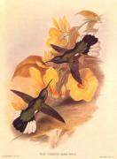 John Gould art print