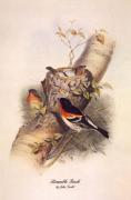 John Gould art print