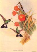John Gould art print
