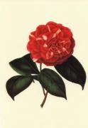 J. J. Jung art print