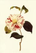 J. J. Jung art print