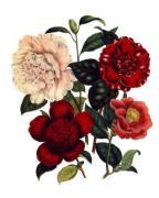 Jane Wells Loudon art print