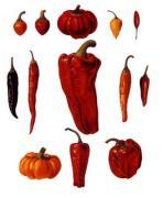Ernst Benary art print
