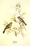 John Gould art print