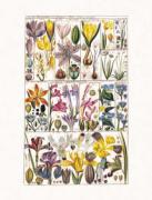 Gesner art print