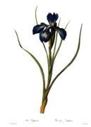 Pierre Joseph Celestin Redout� art print