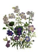 Jane Wells Loudon art print