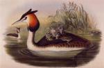 John Gould art print