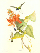 John Gould art print