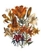 Jane Wells Loudon art print