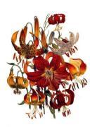 Jane Wells Loudon art print