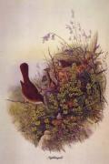 John Gould art print