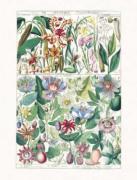 Gesner art print