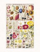 Gesner art print