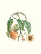 Pierre Jean Francois Turpin art print