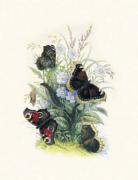 Humphries art print
