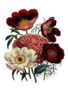 Jane Wells Loudon art print