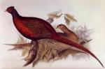 John Gould art print