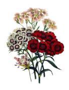 Jane Wells Loudon art print