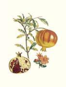 Pierre Jean Francois Turpin art print