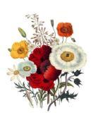 Jane Wells Loudon art print
