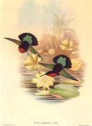 John Gould art print