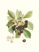 Pierre Jean Francois Turpin art print