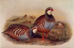 John Gould art print