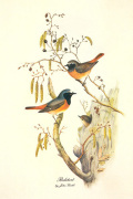 John Gould art print