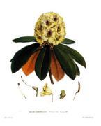 Joseph Hooker art print