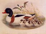 John Gould art print