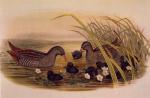 John Gould art print