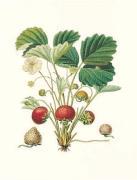 Pierre-Antoine Poiteau art print