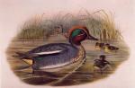 John Gould art print